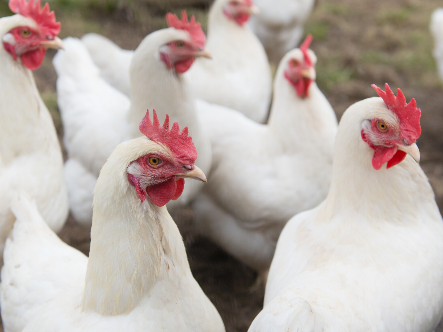 Two Million Chickens To Be Slaughtered Due To Lack of Workers