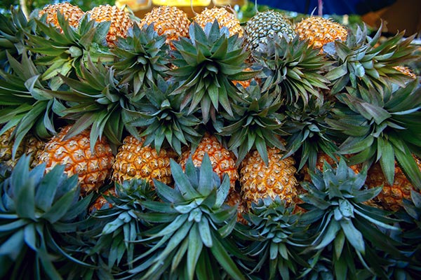 fresh load of pineapple in Hawaii