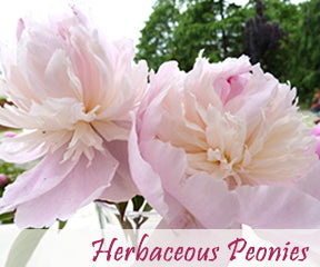 Herbaceous Peonies