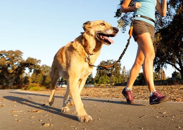 Iron Doggy hands-free dog leash 