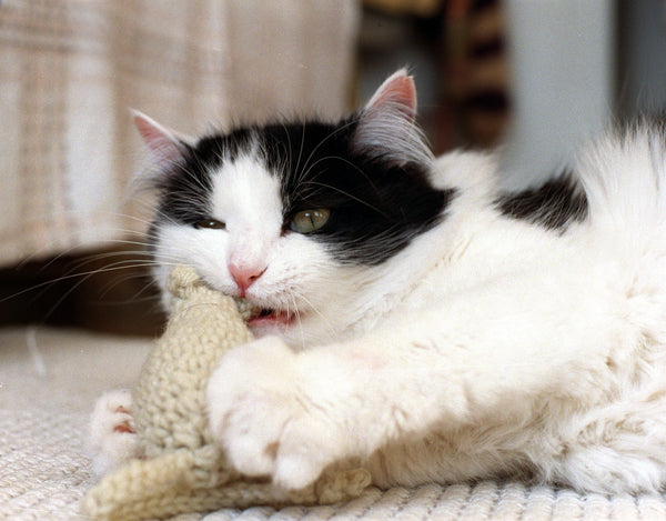 Cat playing with mouse