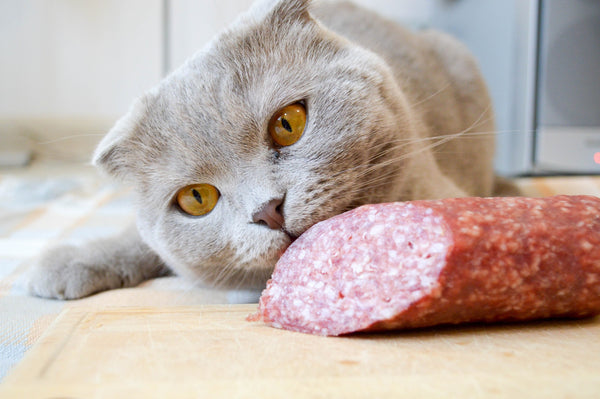 Cat with Hard Salami