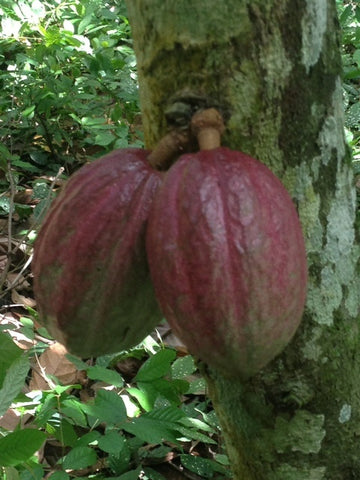 Cocoa Pods on Plantation Africa