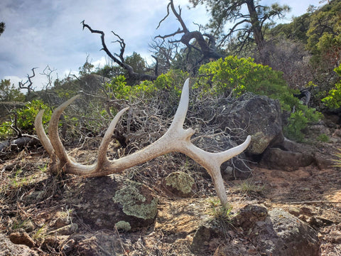 Finding the Elk Shed 