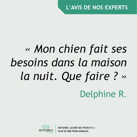 Mon chien fait ses besoins dans la maison la nuit. Que faire ?