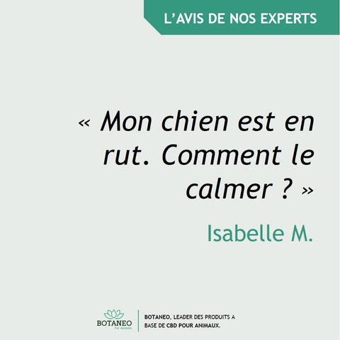 Mon chien est en rut. Comment le calmer ?