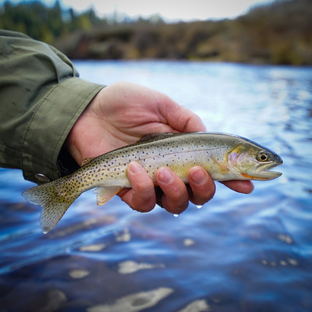 yellowstone cutty