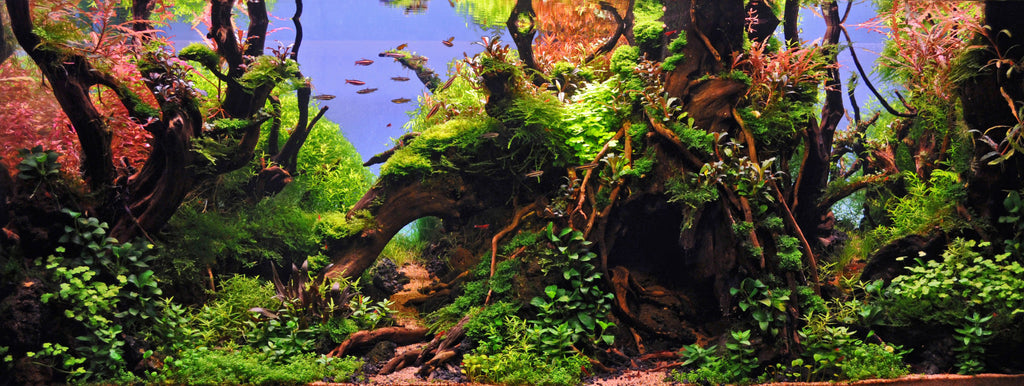 forest aquascape