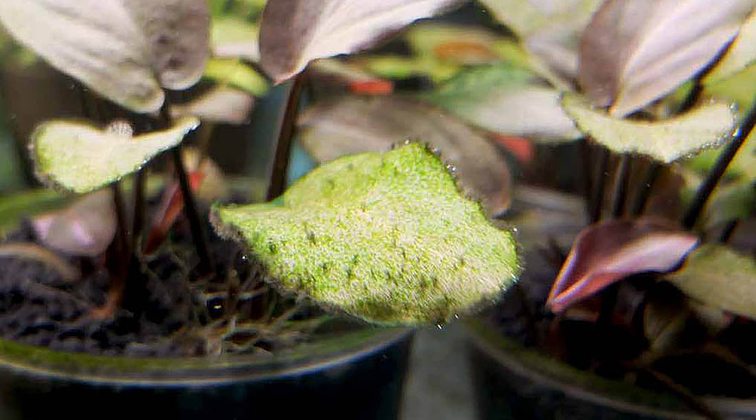 What caused BBA/ black beard algae in an aquarium? If BBA is attached to plants, it is likely caused by stress induced by fluctuating CO2 levels. If BBA are attached to hardscape, this is likely due to high level of organic waste in the planted tank.