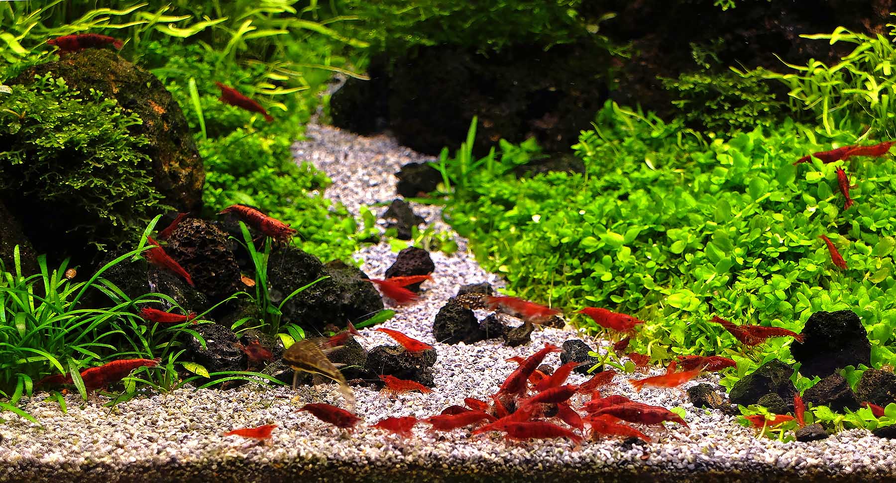 shrimp planted tank