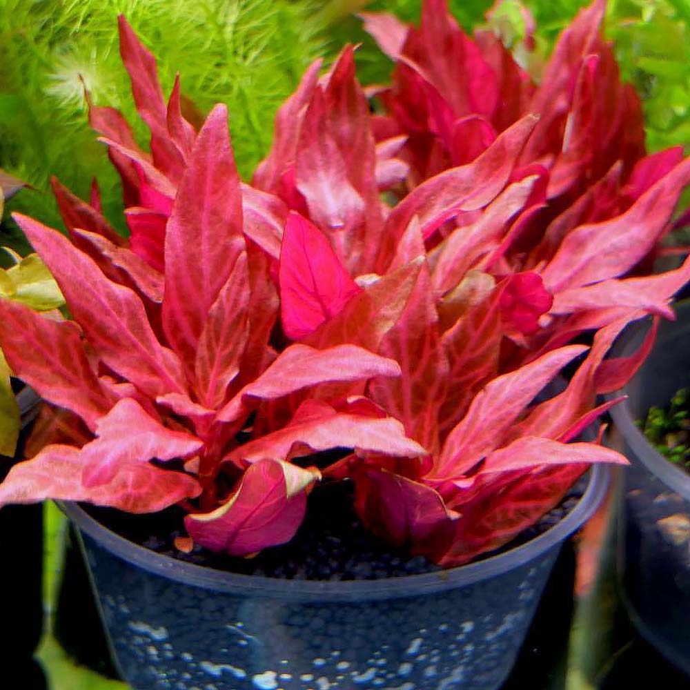 variegated Alternanthera reineckii AR