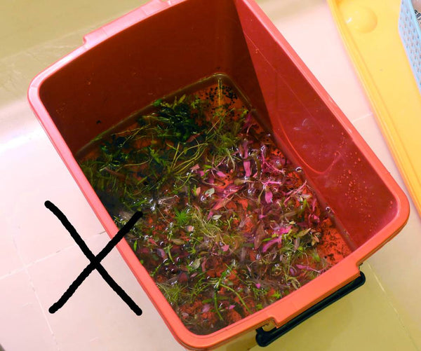 aquatic plants in bucket