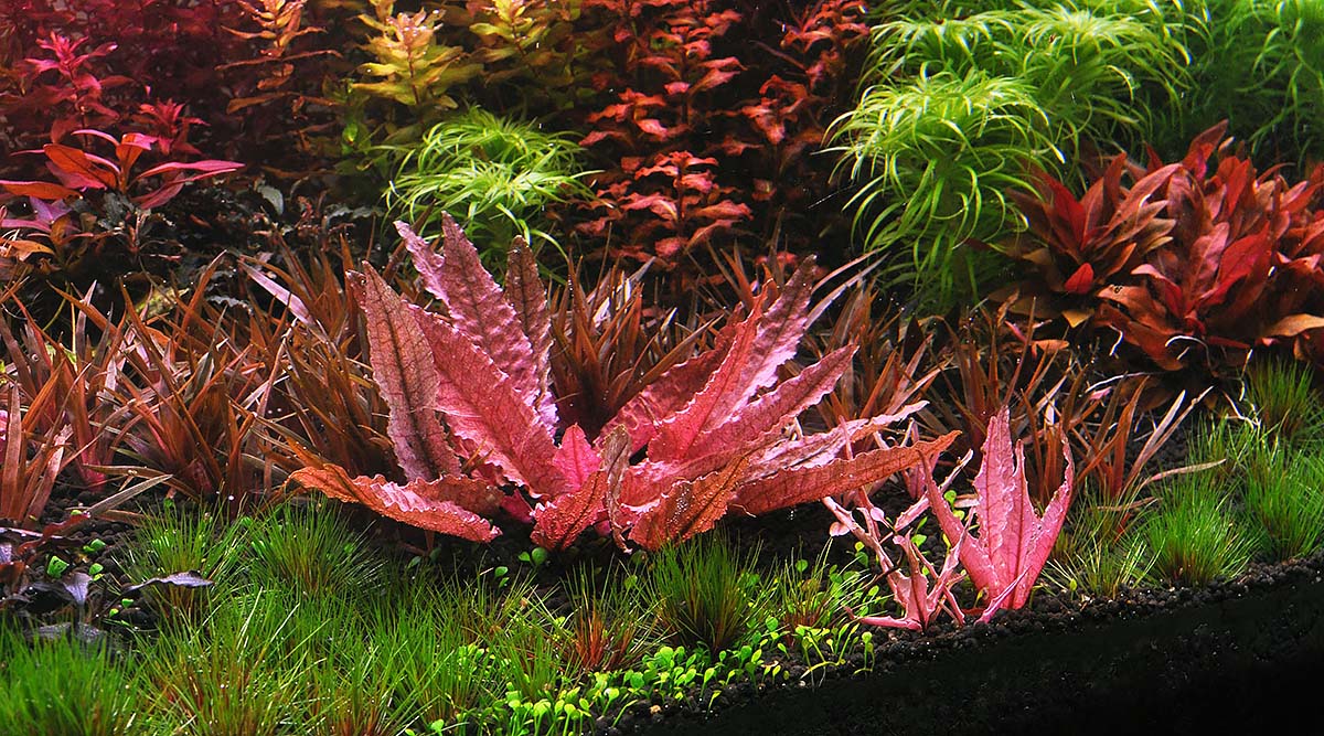 Dennis Wong cryptocoryne flamingo