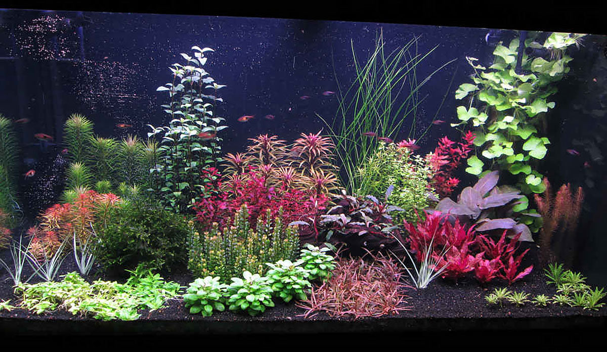 Joe Harvey planted tank