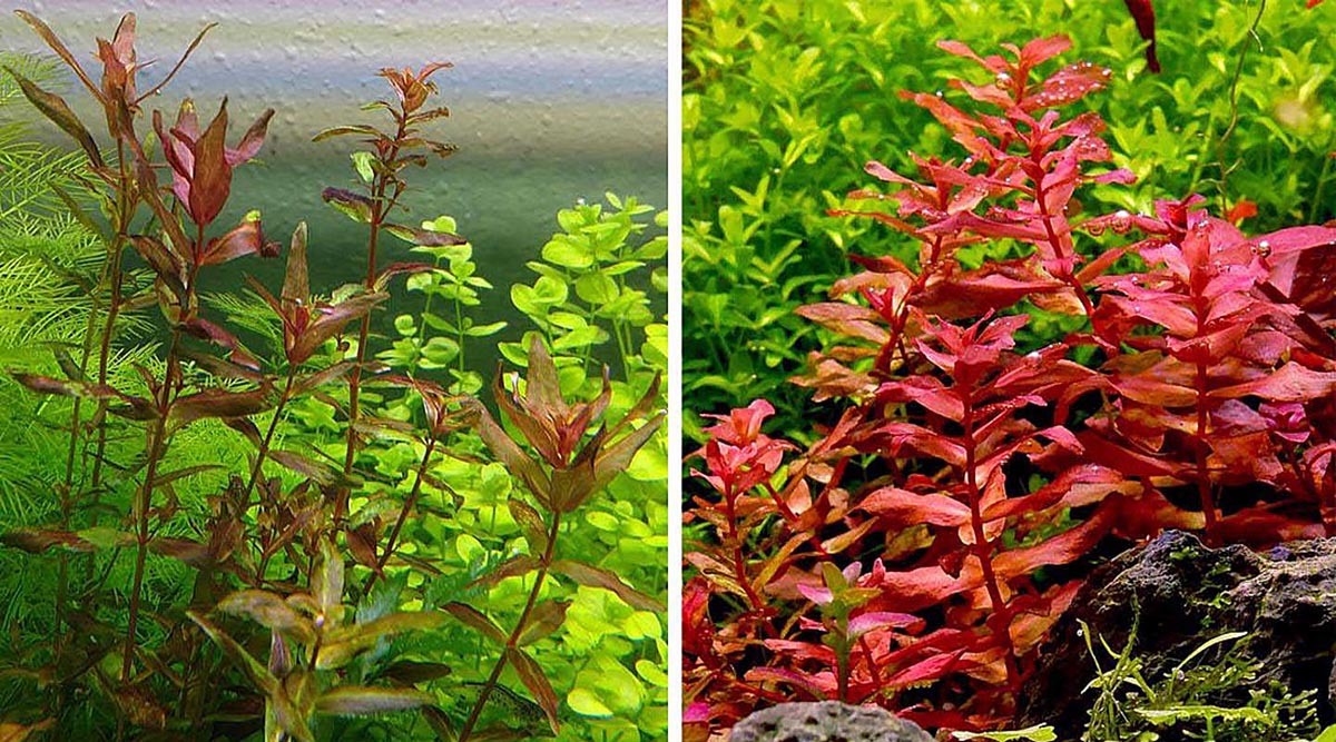 plant comparison