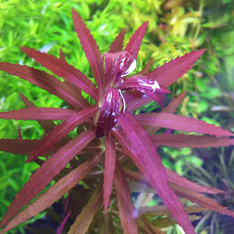 limnophila aromatica