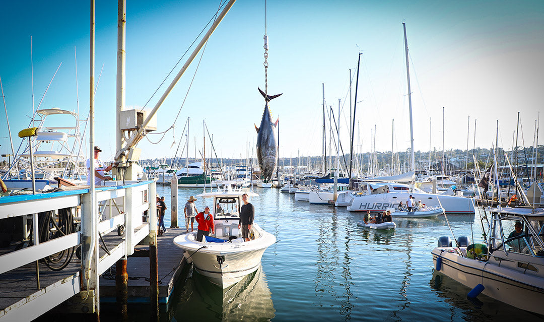 Pacific Bluefin Tuna_Pelagic California Tuna Challenge_The Marlin Club