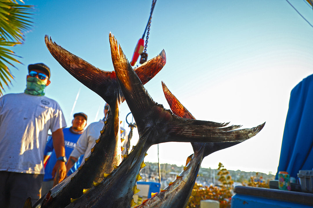 Tuna Tails-Pelagic California Tuna Challenge