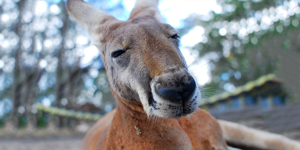 Kangaroo - Australia Vaping Blog