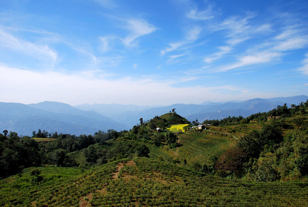 Jun Chiyabari Estate