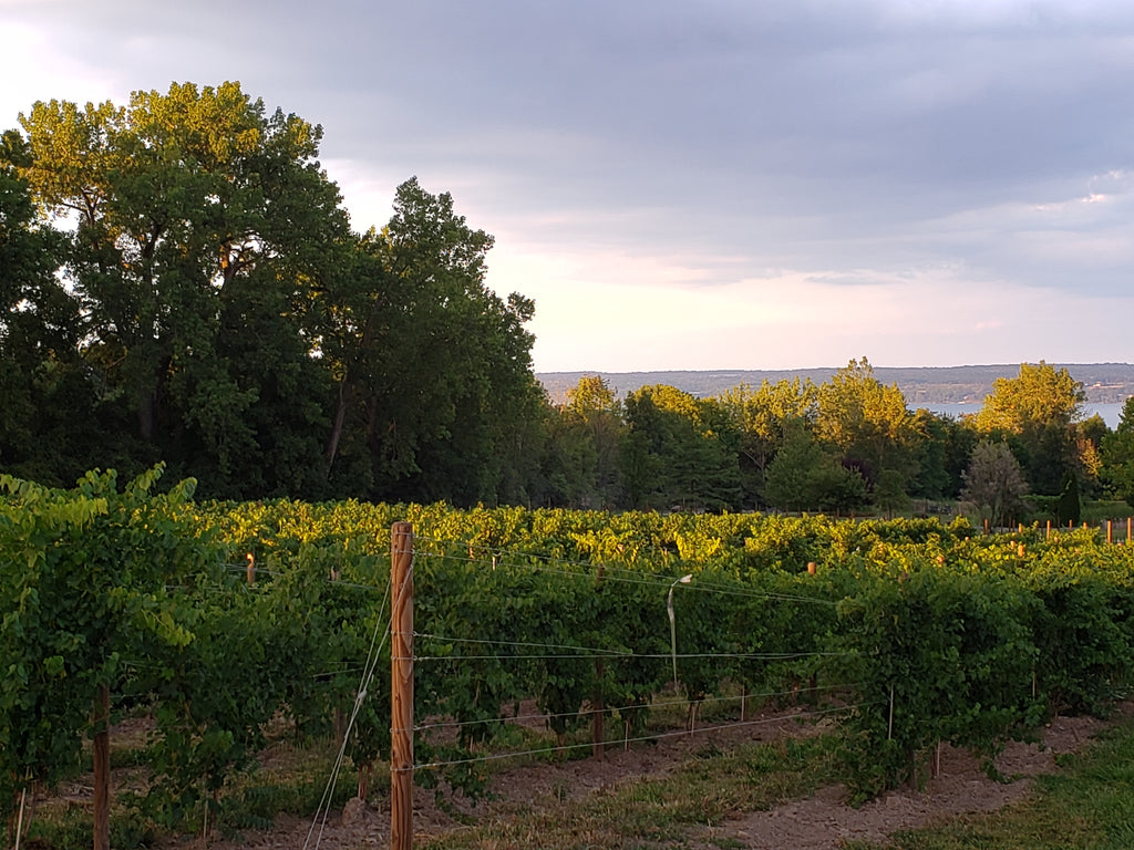 Buttonwood Grove Winery in the Finger Lakes