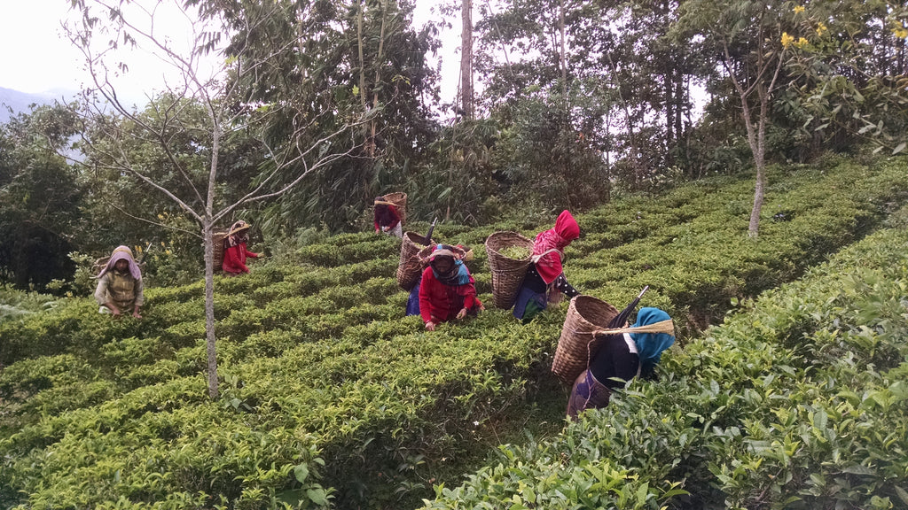 HSP Jun Chiyabari Nepal tea 