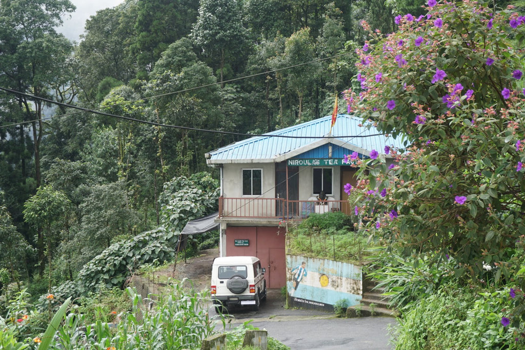 Niroula's Tea Factory, Darjeeling 