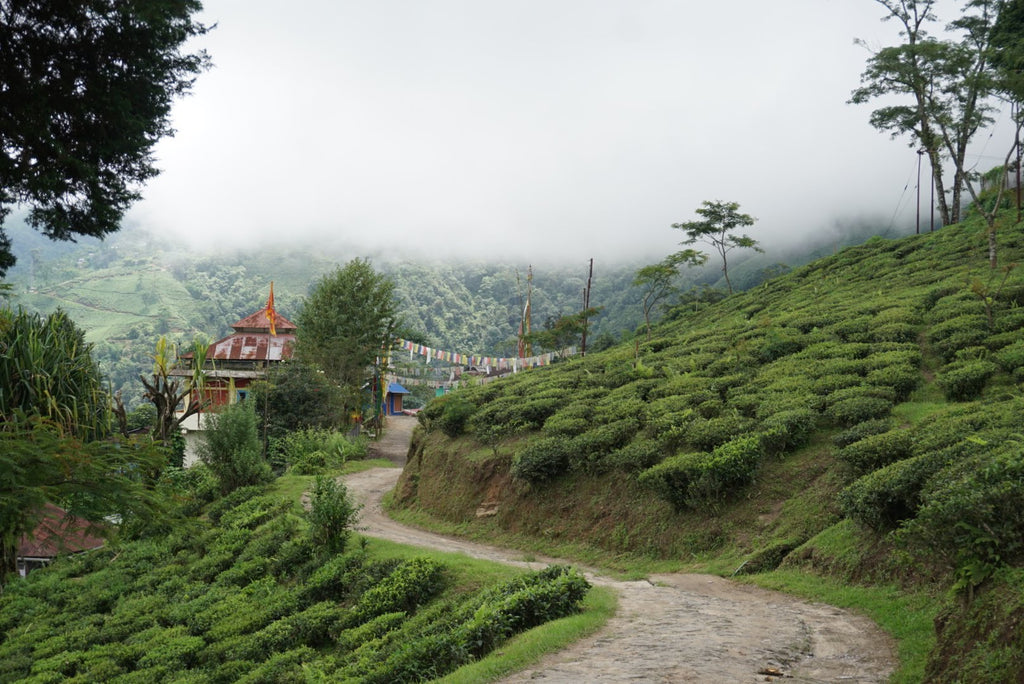 Puttabong tea estate