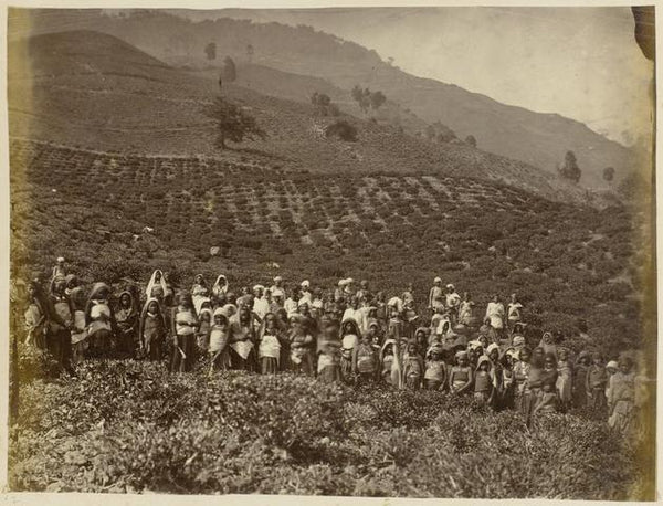 Ging Tea Estate, circa 1880s. The tea garden is located just below the Lebong spur where Louis Mandelli spent his first few years.