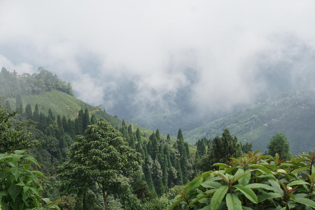 Poobong Tea Estate, Darjeeling 