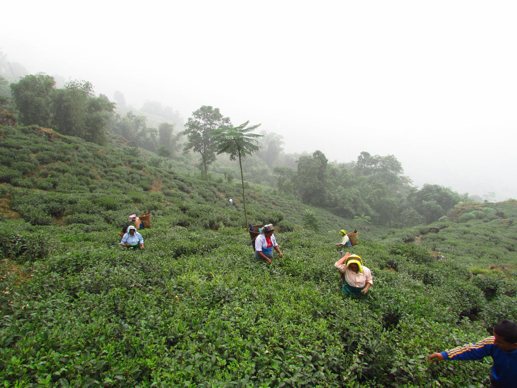 Muscatel Valley (Goomtee Tea Estate) Darjeeling