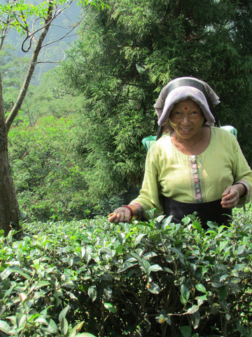 Photo of woman picking Darjeeling Tea