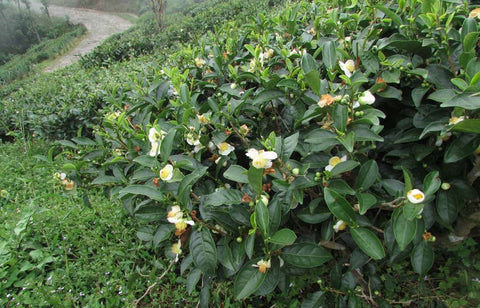 Tea bush in full bloom. 