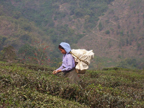 Photo of person in a field in Darjeeling 