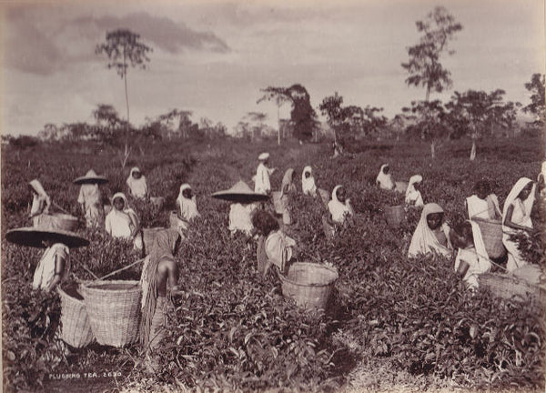 Tea plucking in the flatlands of Terai. Circa 1890s.