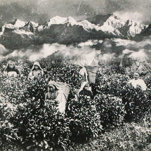 Women picking tea Darjeeling. The bushes look much taller than how they are kept these days. Source and time of this photo is unknown. If anybody can shed some more light on this image we'd be grateful if you did so in the comment section.