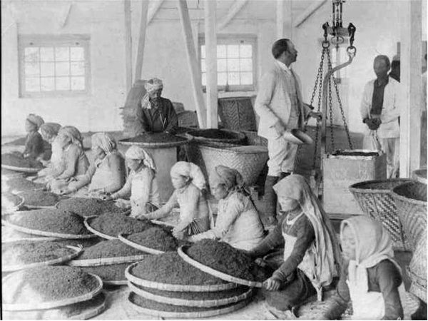 Workers cleaning tea at a Darjeeling tea factory. Circa 1865