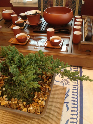 Photo of bonzai tree and teacups.