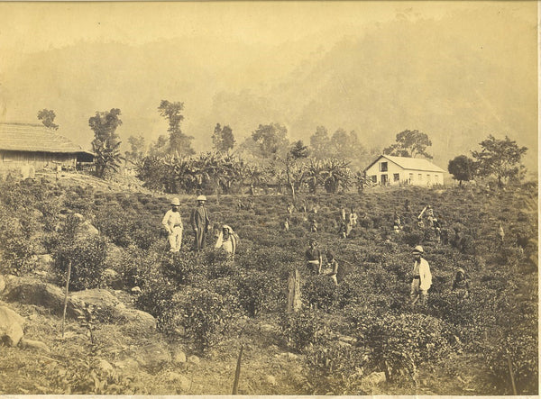 "A Darjeeling tea garden, 1880s." Courtesy, Columbia University.