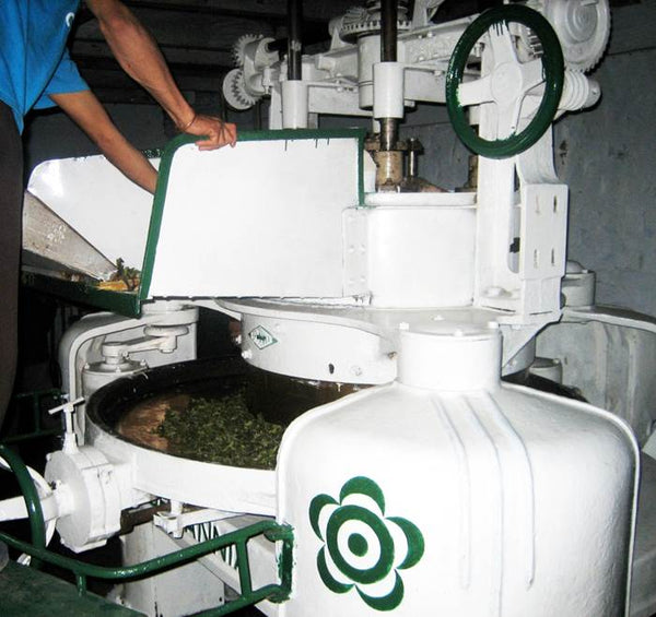 Photo of rolling tea leaf process