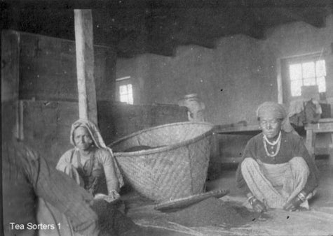 Archival photo of workers in Darjeeling tea factory sorting tea.