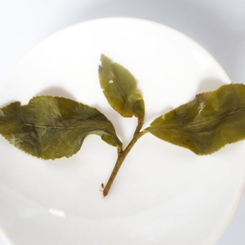 Organic Oolong Tea Leaf
