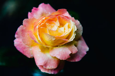 rosehip flower