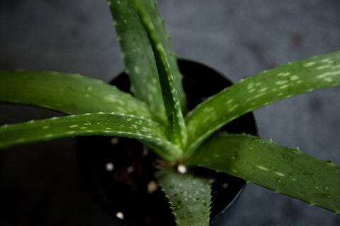 aloe plant leaf