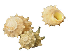 Astraea Calcar Shells (5)