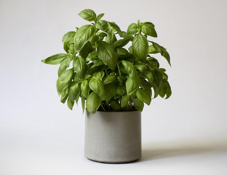 concrete plant pot