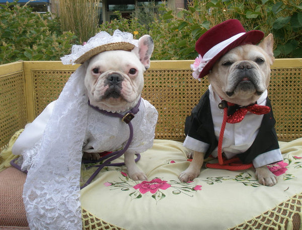 dog wedding at third drawer down