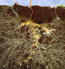 Mycorrhiza