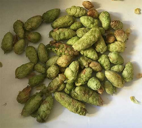 Fresh frozen hops