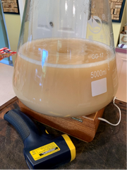 yeast starter ready to pitch